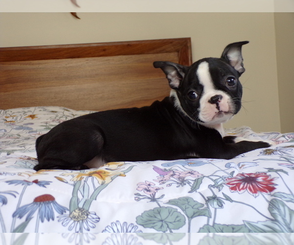Medium Photo #5 Boston Terrier Puppy For Sale in MONROE, NH, USA