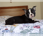 Small #4 Boston Terrier