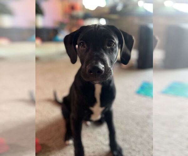 Medium Photo #3  Puppy For Sale in , 