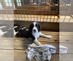 Small Photo #5 English Springer Spaniel Puppy For Sale in TROY, AL, USA