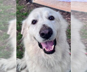 Sir Kingsley - Male Great Pyrenees Dog for Adoption - Photo #7