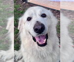 Small #6 Great Pyrenees