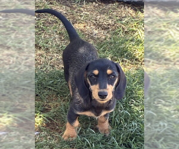 Medium Photo #1 Dachshund Puppy For Sale in Hesperia, CA, USA