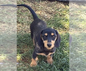 Dachshund Dogs for adoption in Hesperia, CA, USA