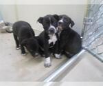 Small American Pit Bull Terrier Mix