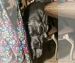 Small Photo #37 Great Dane Puppy For Sale in SAND SPRINGS, OK, USA
