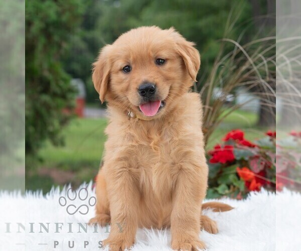Medium Photo #1 Golden Retriever Puppy For Sale in NEWPORT, PA, USA