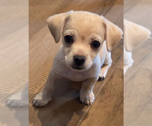 Medium Photo #5 Pug-Unknown Mix Puppy For Sale in Lake Forest, CA, USA