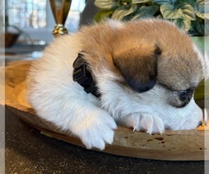 Medium Pembroke Welsh Corgi