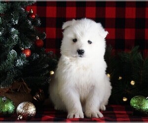 Samoyed Puppy for sale in FREDERICKSBG, OH, USA