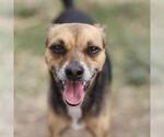 Small Chihuahua