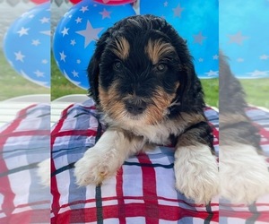 Bernedoodle (Miniature) Puppy for sale in ARAB, AL, USA