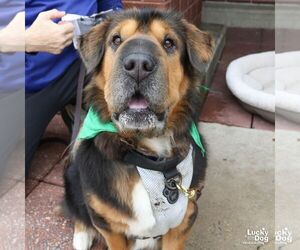 Chinese Shar-Pei-Unknown Mix Dogs for adoption in Washington, DC, USA