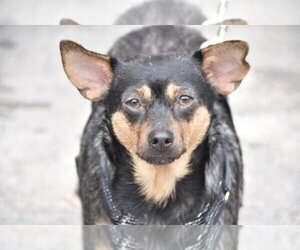 Chihuahua-Unknown Mix Dogs for adoption in New York, NY, USA