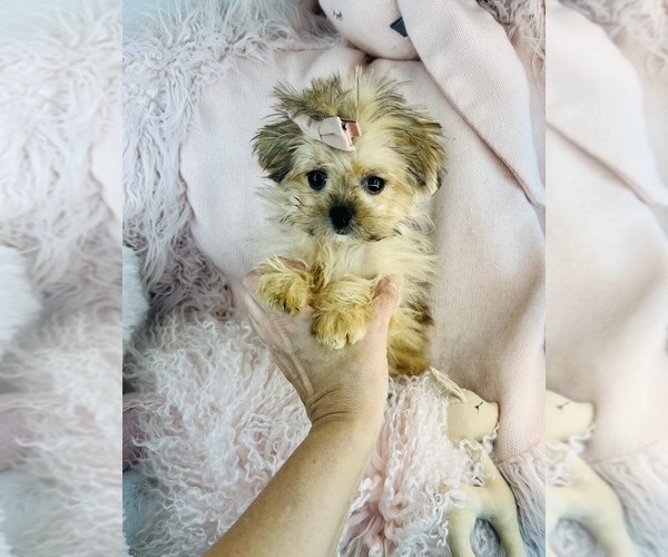 Medium Photo #6 Maltipoo (Miniature) Puppy For Sale in DACULA, GA, USA