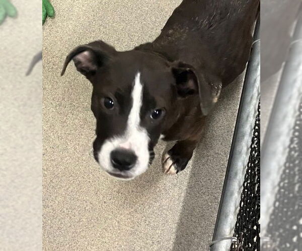 Medium Photo #1 Mutt Puppy For Sale in Sterling, MA, USA