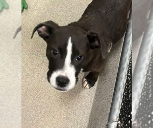 Mutt Dogs for adoption in Sterling, MA, USA