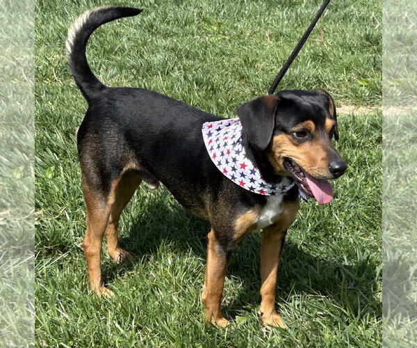 Medium Photo #1 Doxle Puppy For Sale in Batavia, OH, USA