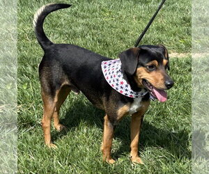 Doxle Dogs for adoption in Batavia, OH, USA