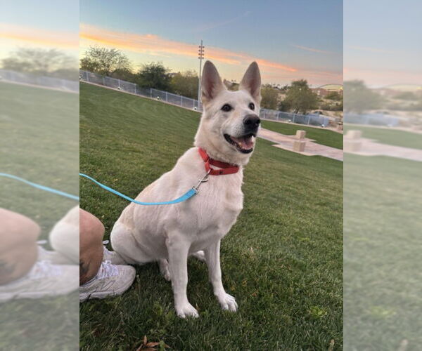 Medium Photo #1 German Shepherd Dog-Unknown Mix Puppy For Sale in Las Vegas, NV, USA