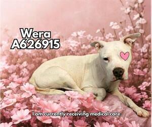 American Staffordshire Terrier-Unknown Mix Dogs for adoption in San Antonio, TX, USA