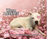 Small American Staffordshire Terrier Mix