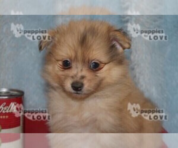 Medium Photo #14 Pomeranian Puppy For Sale in SANGER, TX, USA