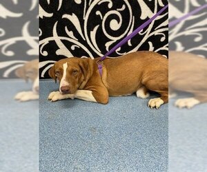 Labrador Retriever Dogs for adoption in Pearland, TX, USA