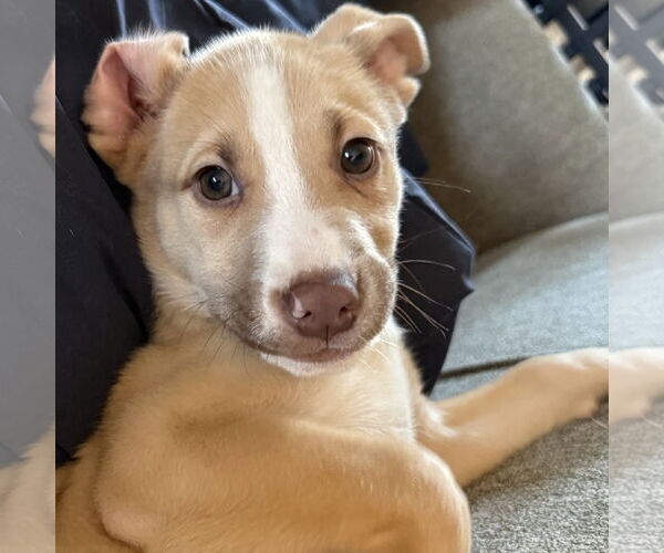 Medium Photo #18 Siberian Husky-Unknown Mix Puppy For Sale in Fargo, ND, USA