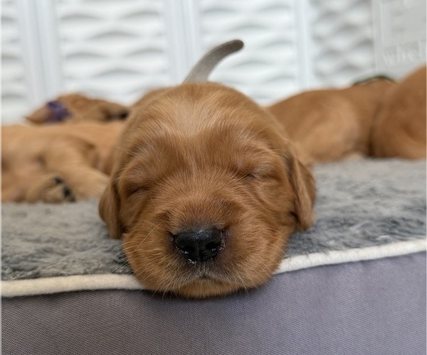 Medium Photo #23 Golden Retriever Puppy For Sale in SACRAMENTO, CA, USA