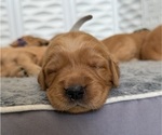 Small #22 Golden Retriever