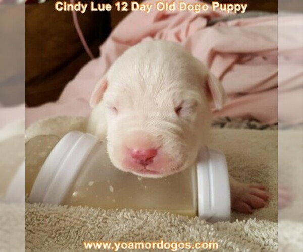 Medium Photo #33 Dogo Argentino Puppy For Sale in PINEVILLE, MO, USA