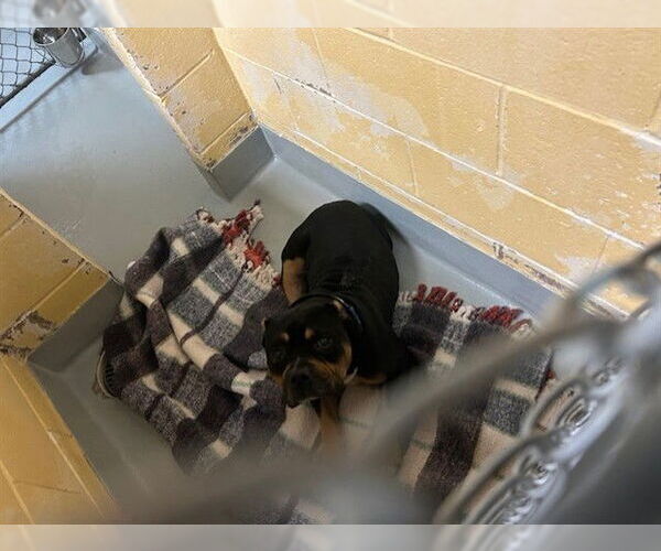 Medium Photo #1 American Pit Bull Terrier Puppy For Sale in Tulsa, OK, USA