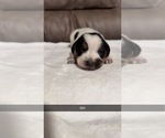 Small #4 Australian Cattle Dog-Beagle Mix