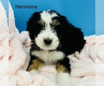 Puppy Hermione Bernedoodle
