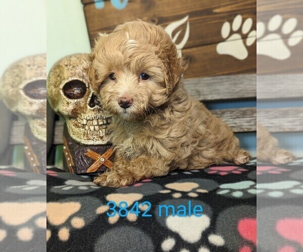 Medium Photo #6 Maltipoo Puppy For Sale in CLARE, IL, USA