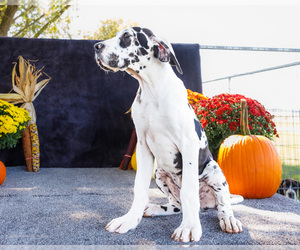 Great Dane Puppy for Sale in WAKARUSA, Indiana USA