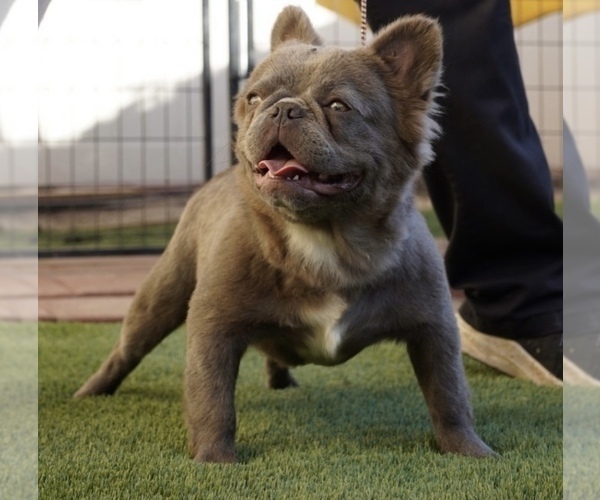 Medium Photo #1 French Bulldog Puppy For Sale in CLOVIS, CA, USA