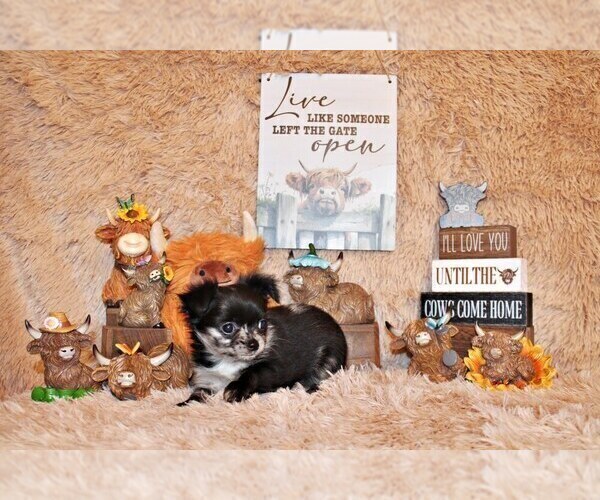 Medium Photo #20 Chihuahua Puppy For Sale in CHARLESTON, AR, USA