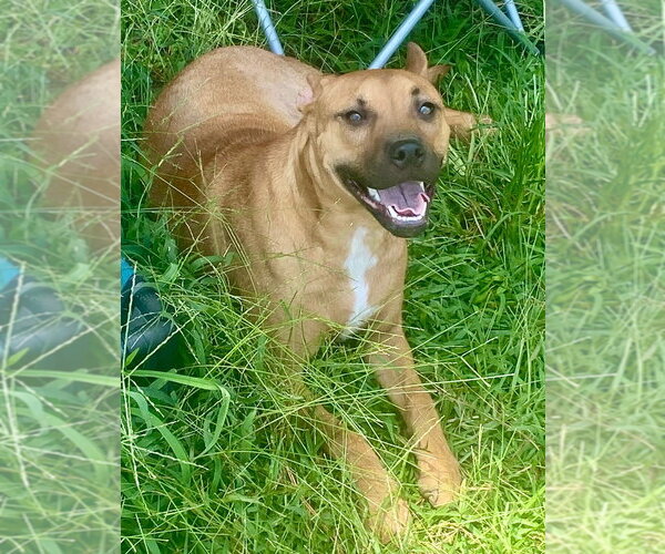 Medium Photo #5 Labrador Retriever-Unknown Mix Puppy For Sale in Bryant, AR, USA