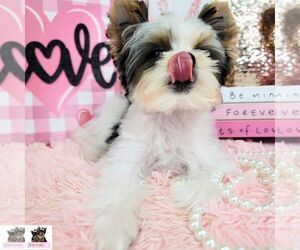 Biewer Terrier Puppy for Sale in FORT LAUDERDALE, Florida USA