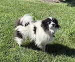 Small Photo #1 Pomeranian Puppy For Sale in CURTISS, WI, USA