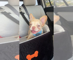Apollo - Male French Bulldog Puppy for Sale - Small photo