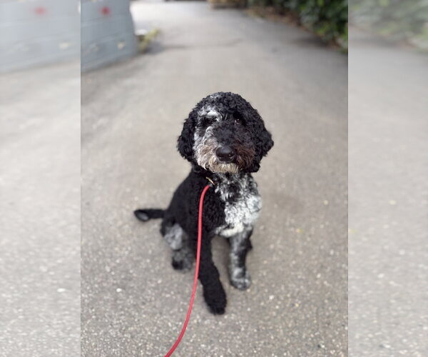 Medium Photo #7 Mutt Puppy For Sale in St. Louis Park, MN, USA