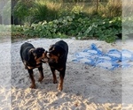 Small Photo #13 Rottweiler Puppy For Sale in FREEPORT, NY, USA
