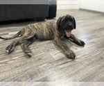 Puppy 4 Mastiff