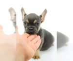 Small Photo #2 French Bulldog Puppy For Sale in CLEARWATER, FL, USA