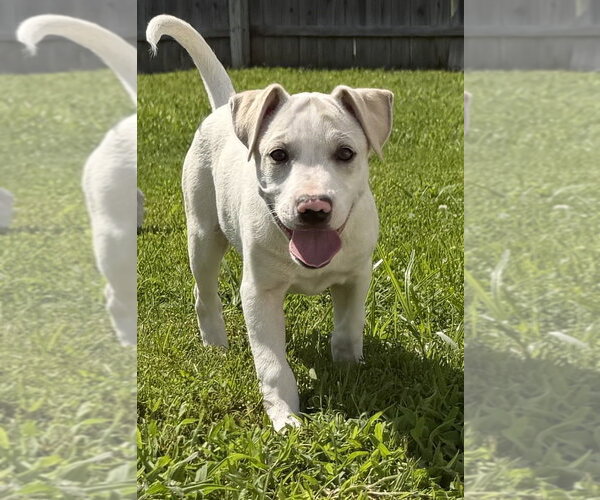 Medium Photo #6 Labbe Puppy For Sale in Aurora, IN, USA