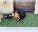 Small #22 German Shepherd Dog