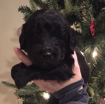 Medium Photo #11 Goldendoodle Puppy For Sale in SPRINGFIELD, IL, USA